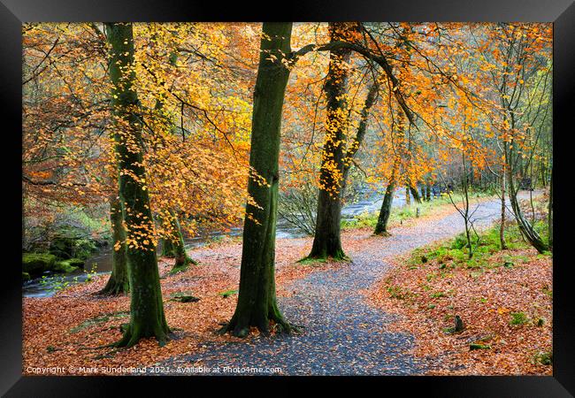 Strid Wood in Autumn Framed Print by Mark Sunderland