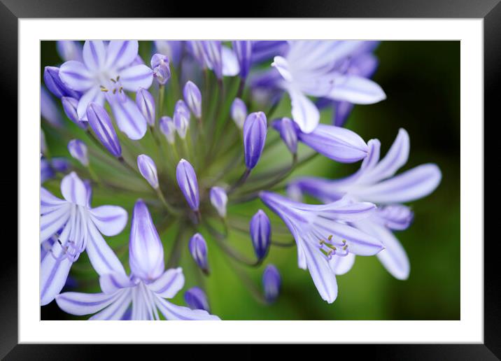 Agapanthus Flower in Bloom Framed Mounted Print by Neil Overy