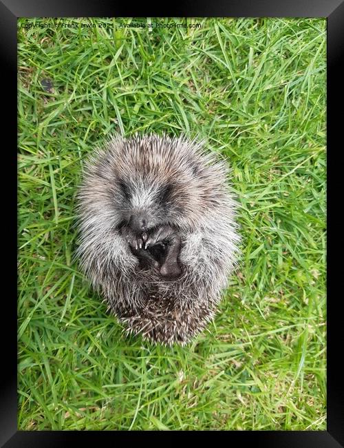 A cute little Hedgehog in our garden Framed Print by Frank Irwin