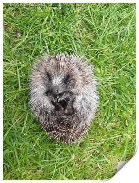 A cute little Hedgehog in our garden Print by Frank Irwin