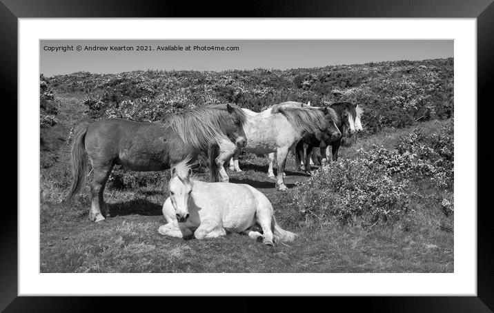 Snoozy ponies on clifftops in Pembrokeshire Framed Mounted Print by Andrew Kearton