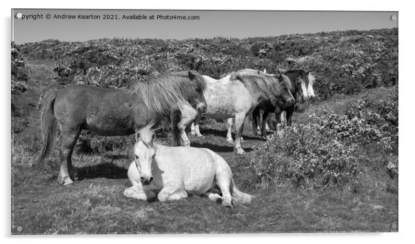 Snoozy ponies on clifftops in Pembrokeshire Acrylic by Andrew Kearton