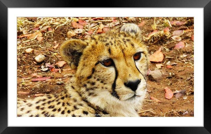 Pensive cheetah, Ann van Dyk Cheetah Centre, North West Framed Mounted Print by Adrian Turnbull-Kemp