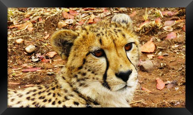 Pensive cheetah, Ann van Dyk Cheetah Centre, North West Framed Print by Adrian Turnbull-Kemp