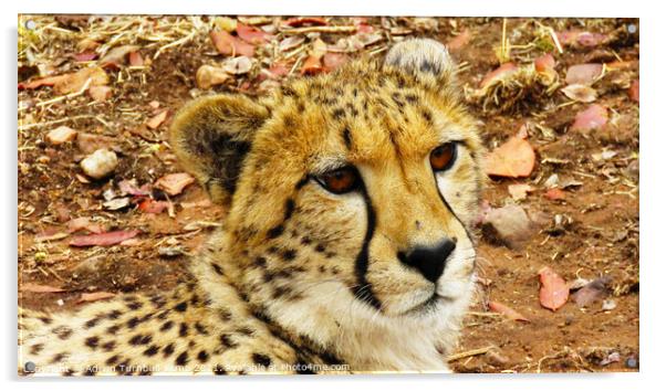 Pensive cheetah, Ann van Dyk Cheetah Centre, North West Acrylic by Adrian Turnbull-Kemp