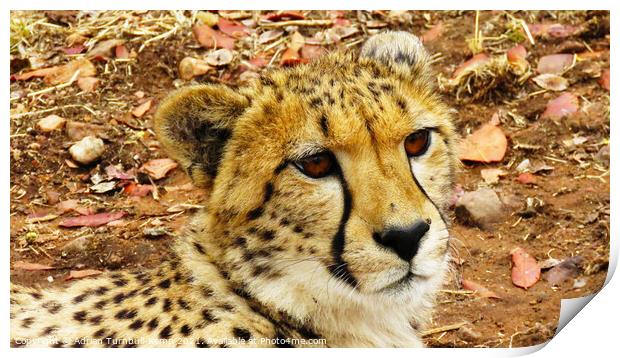 Pensive cheetah, Ann van Dyk Cheetah Centre, North West Print by Adrian Turnbull-Kemp
