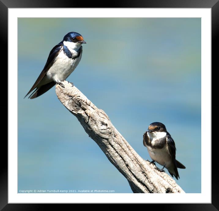 Adult and juvenile White-throated swallow (Hirundo albigularis), Marievale Nature Reserve, Gauteng, South Africa Framed Mounted Print by Adrian Turnbull-Kemp