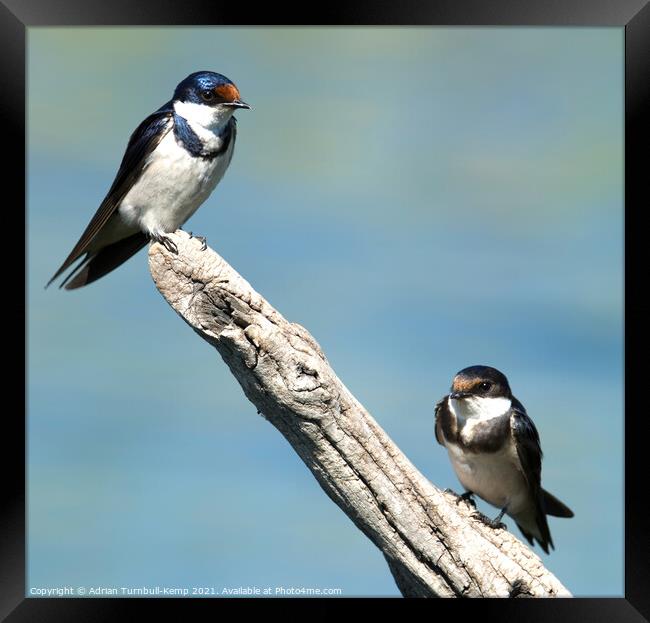 Adult and juvenile White-throated swallow (Hirundo albigularis), Marievale Nature Reserve, Gauteng, South Africa Framed Print by Adrian Turnbull-Kemp