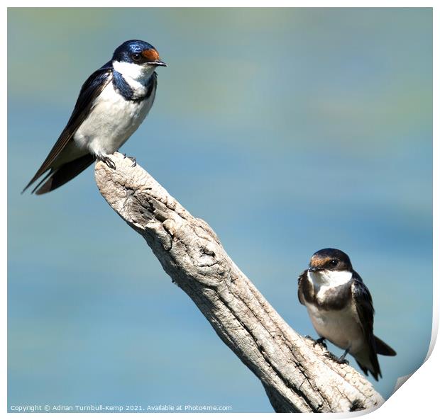 Adult and juvenile White-throated swallow (Hirundo albigularis), Marievale Nature Reserve, Gauteng, South Africa Print by Adrian Turnbull-Kemp