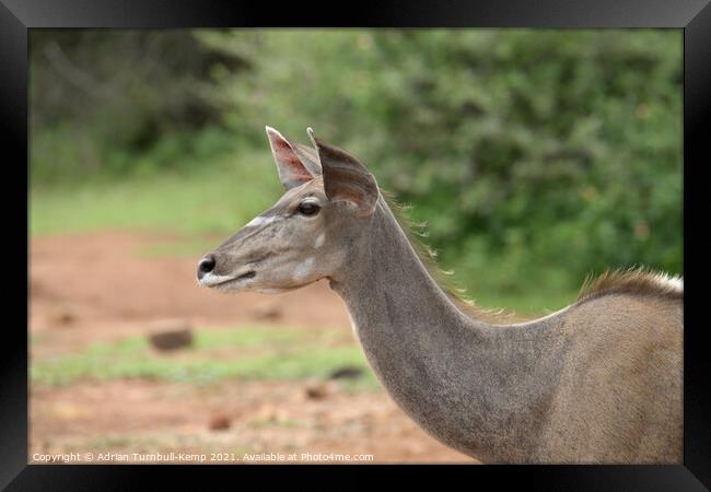 Female Greater Kudu, Pilanensberg National Game Re Framed Print by Adrian Turnbull-Kemp