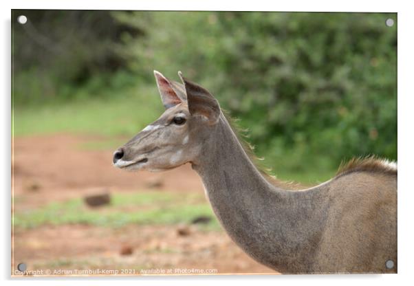 Female Greater Kudu, Pilanensberg National Game Re Acrylic by Adrian Turnbull-Kemp