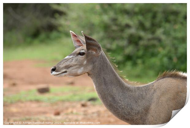 Female Greater Kudu, Pilanensberg National Game Re Print by Adrian Turnbull-Kemp