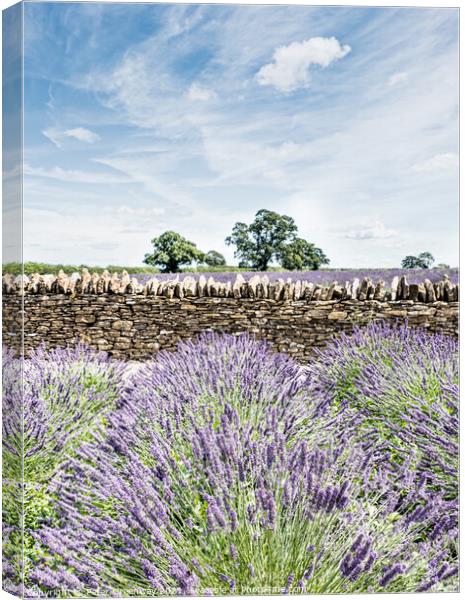 Somerset Lavender In Full Bloom Canvas Print by Peter Greenway
