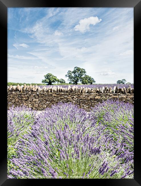 Somerset Lavender In Full Bloom Framed Print by Peter Greenway