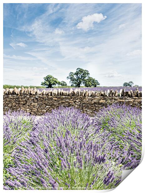 Somerset Lavender In Full Bloom Print by Peter Greenway