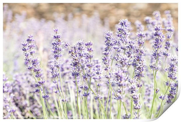 Somerset Lavender In Full Bloom Print by Peter Greenway