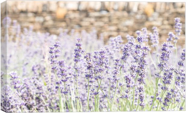 Somerset Lavender In Full Bloom Canvas Print by Peter Greenway