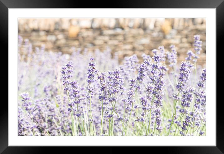 Somerset Lavender In Full Bloom Framed Mounted Print by Peter Greenway