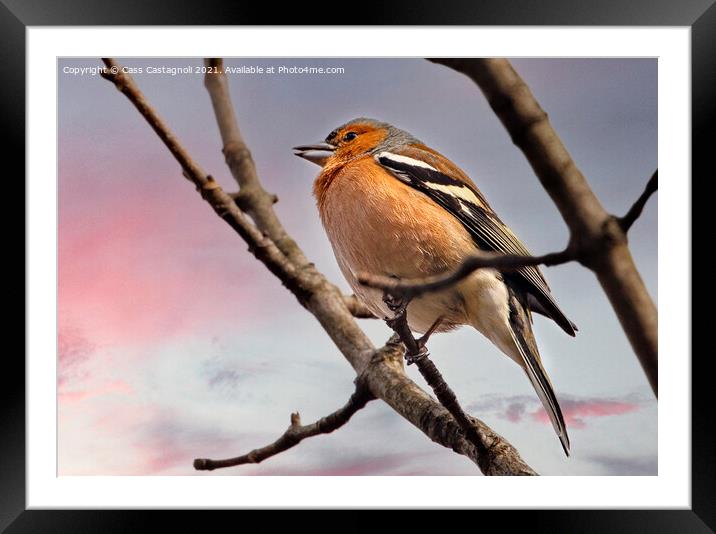 Chaffinch Framed Mounted Print by Cass Castagnoli