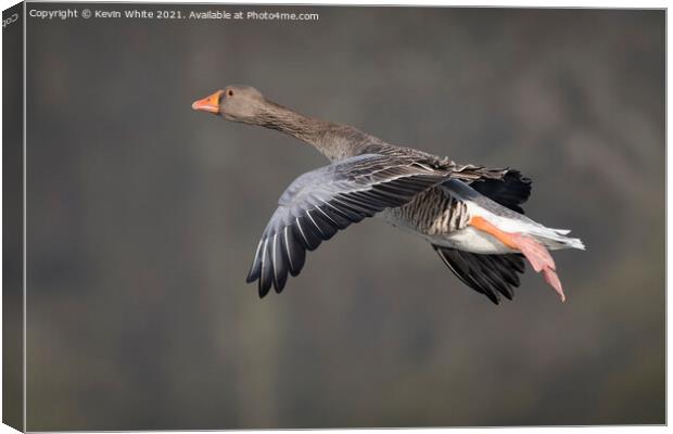 Greylag goose in flight Canvas Print by Kevin White