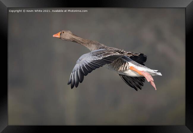 Greylag goose in flight Framed Print by Kevin White