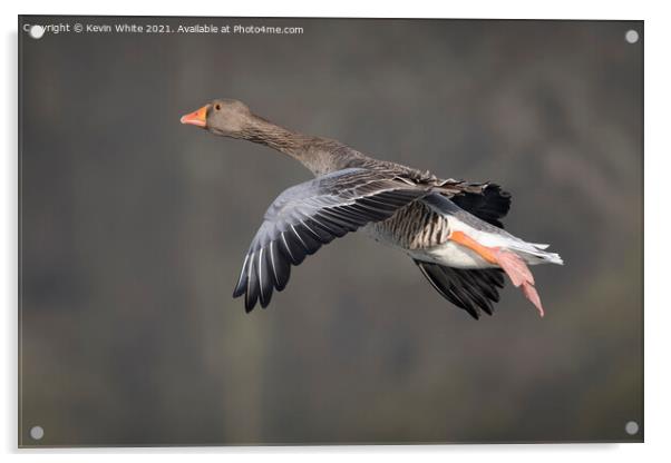 Greylag goose in flight Acrylic by Kevin White