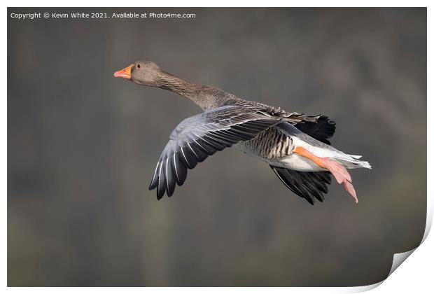 Greylag goose in flight Print by Kevin White
