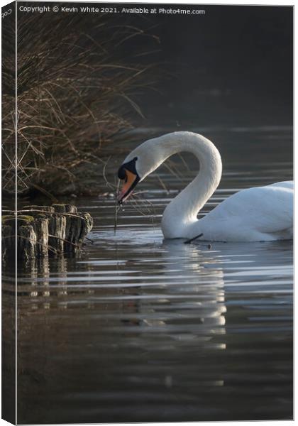 swan gathering twigs Canvas Print by Kevin White