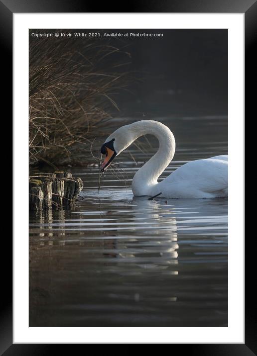 swan gathering twigs Framed Mounted Print by Kevin White