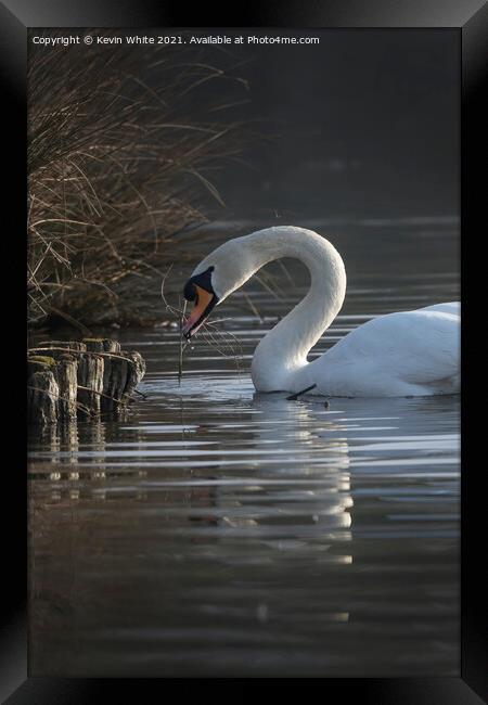 swan gathering twigs Framed Print by Kevin White