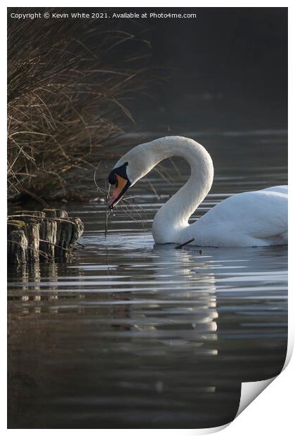 swan gathering twigs Print by Kevin White
