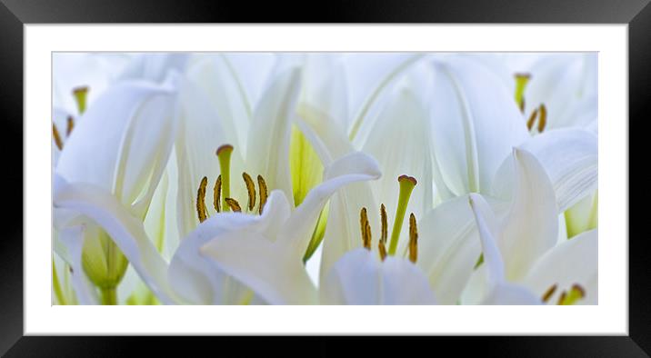 Madonna Lily flower Framed Mounted Print by Simon Litchfield