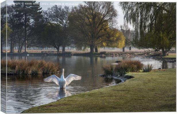 swan showing off  Canvas Print by Kevin White