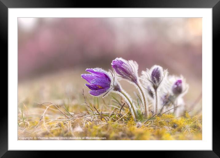 Pasque flower Framed Mounted Print by Thomas Herzog