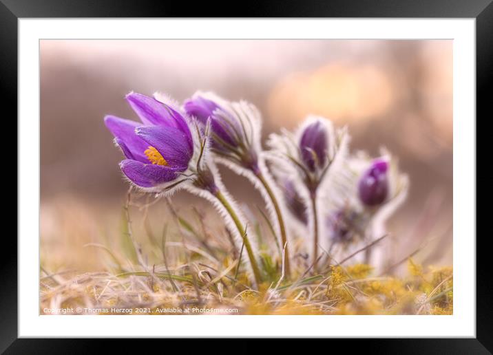 Pasque flower Framed Mounted Print by Thomas Herzog