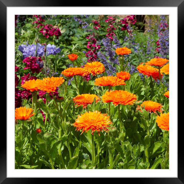 colourful flowerbed Framed Mounted Print by Kevin Britland