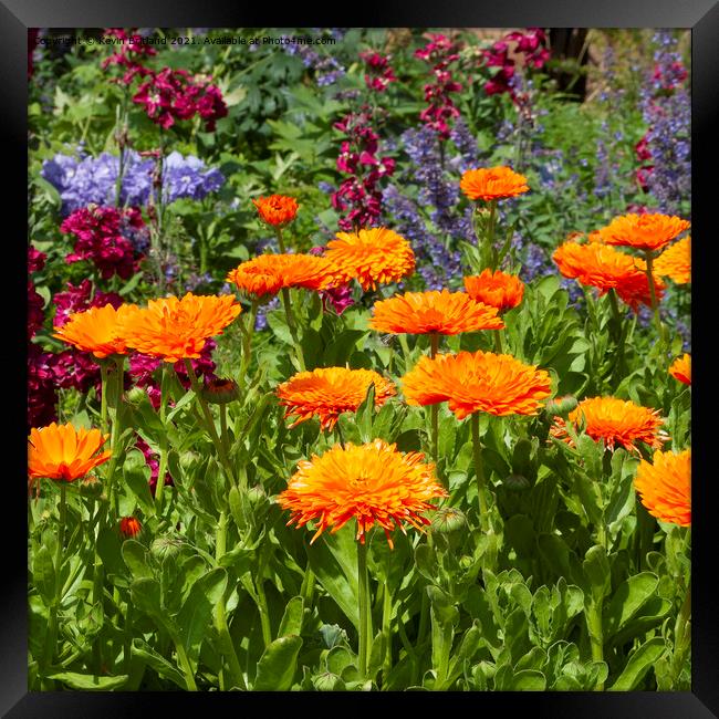 colourful flowerbed Framed Print by Kevin Britland