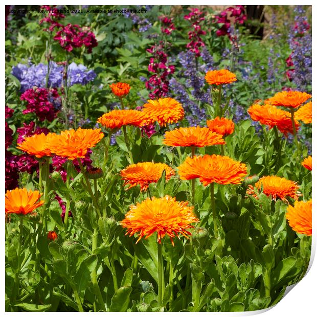 colourful flowerbed Print by Kevin Britland