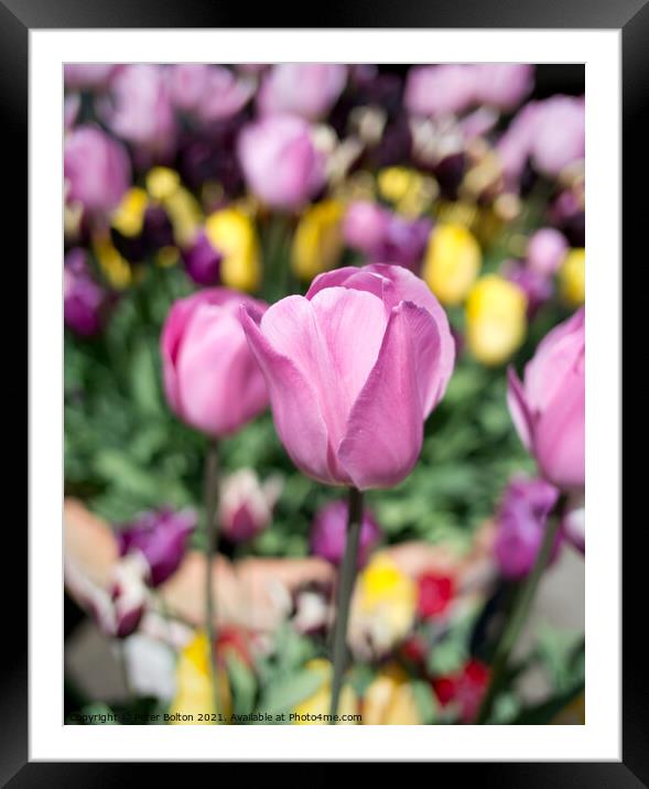 Tulips Framed Mounted Print by Peter Bolton