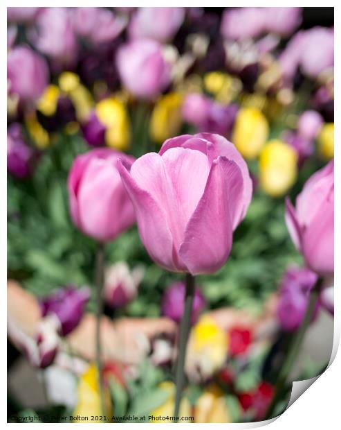 Tulips Print by Peter Bolton
