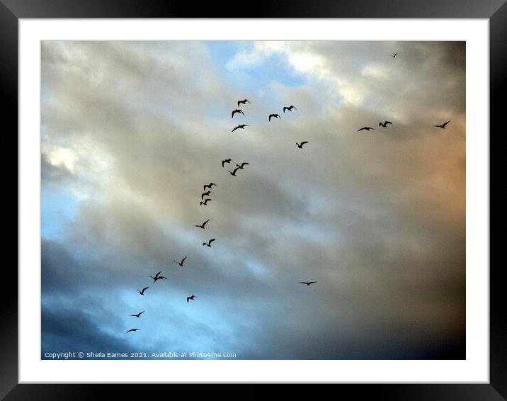 Birds in Flight Framed Mounted Print by Sheila Eames