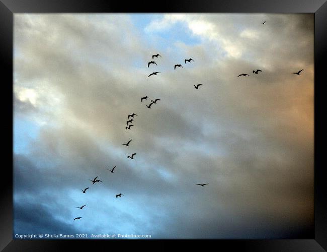 Birds in Flight Framed Print by Sheila Eames