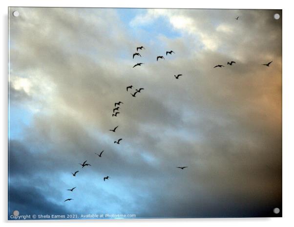 Birds in Flight Acrylic by Sheila Eames