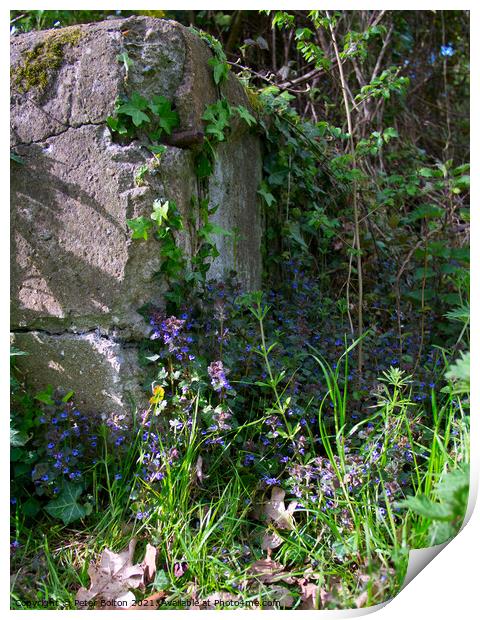 Corner of a rock garden with wild flowers and ivy growing up the rock. Print by Peter Bolton