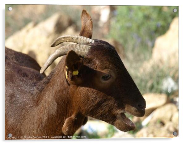 The Goats Head Acrylic by Sheila Eames