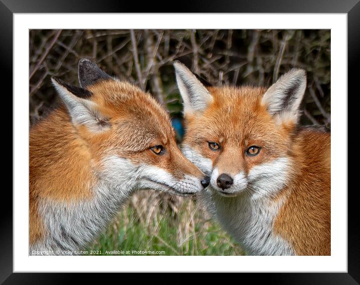 Beautiful foxes  Framed Mounted Print by Vicky Outen