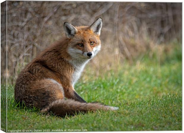 A fox sitting in the sun on the grass Canvas Print by Vicky Outen