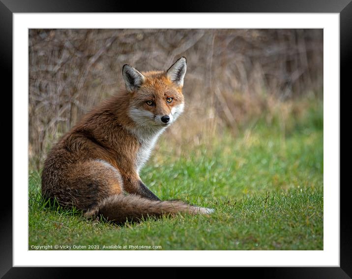 A fox sitting in the sun on the grass Framed Mounted Print by Vicky Outen