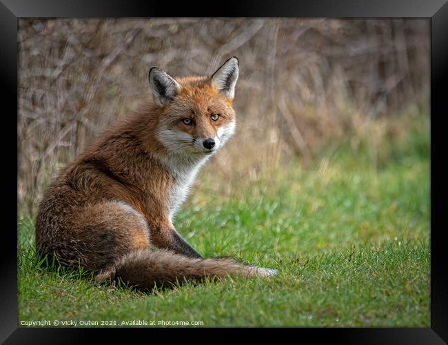 A fox sitting in the sun on the grass Framed Print by Vicky Outen