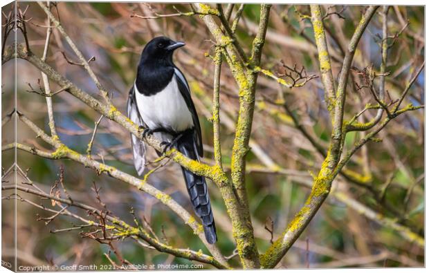 Magpie in Winter, UK Canvas Print by Geoff Smith